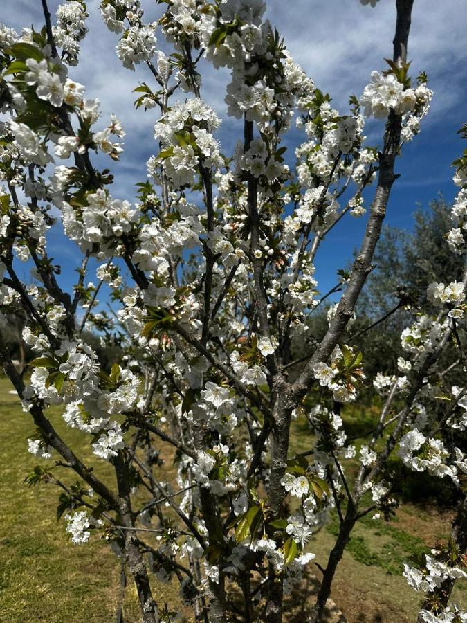 Quinta Das Oliveiras Turismo Rural Fundão Екстериор снимка